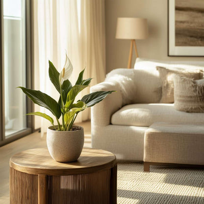 Spathiphyllum - Set van 3