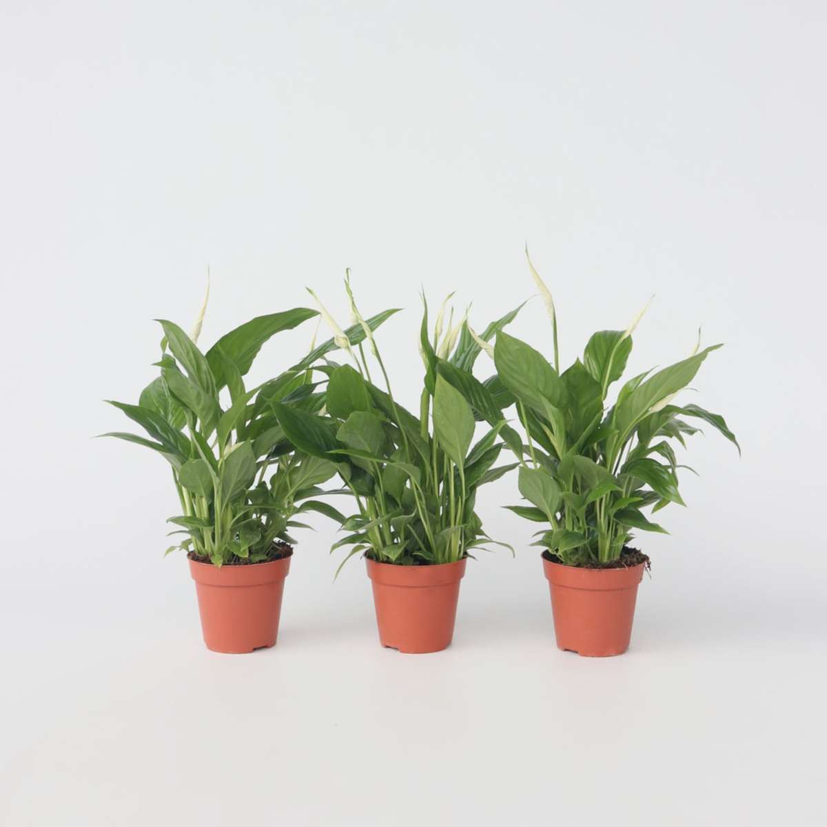 Spathiphyllum - Set van 3