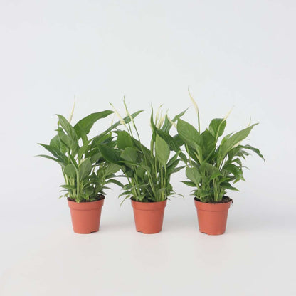 Spathiphyllum - Set van 3