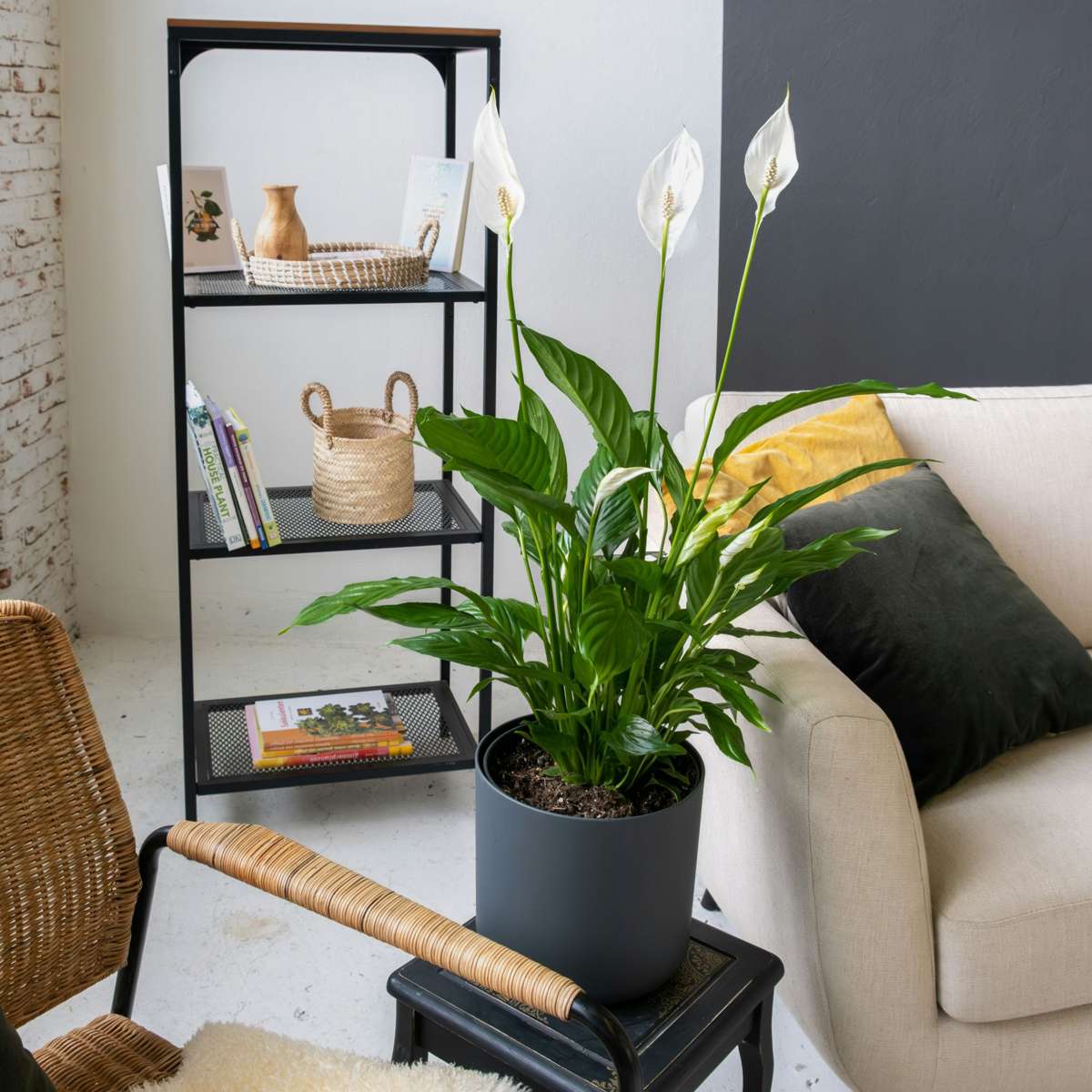 Spathiphyllum - Set van 4