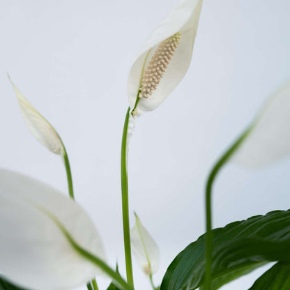 Spathiphyllum - Set van 4
