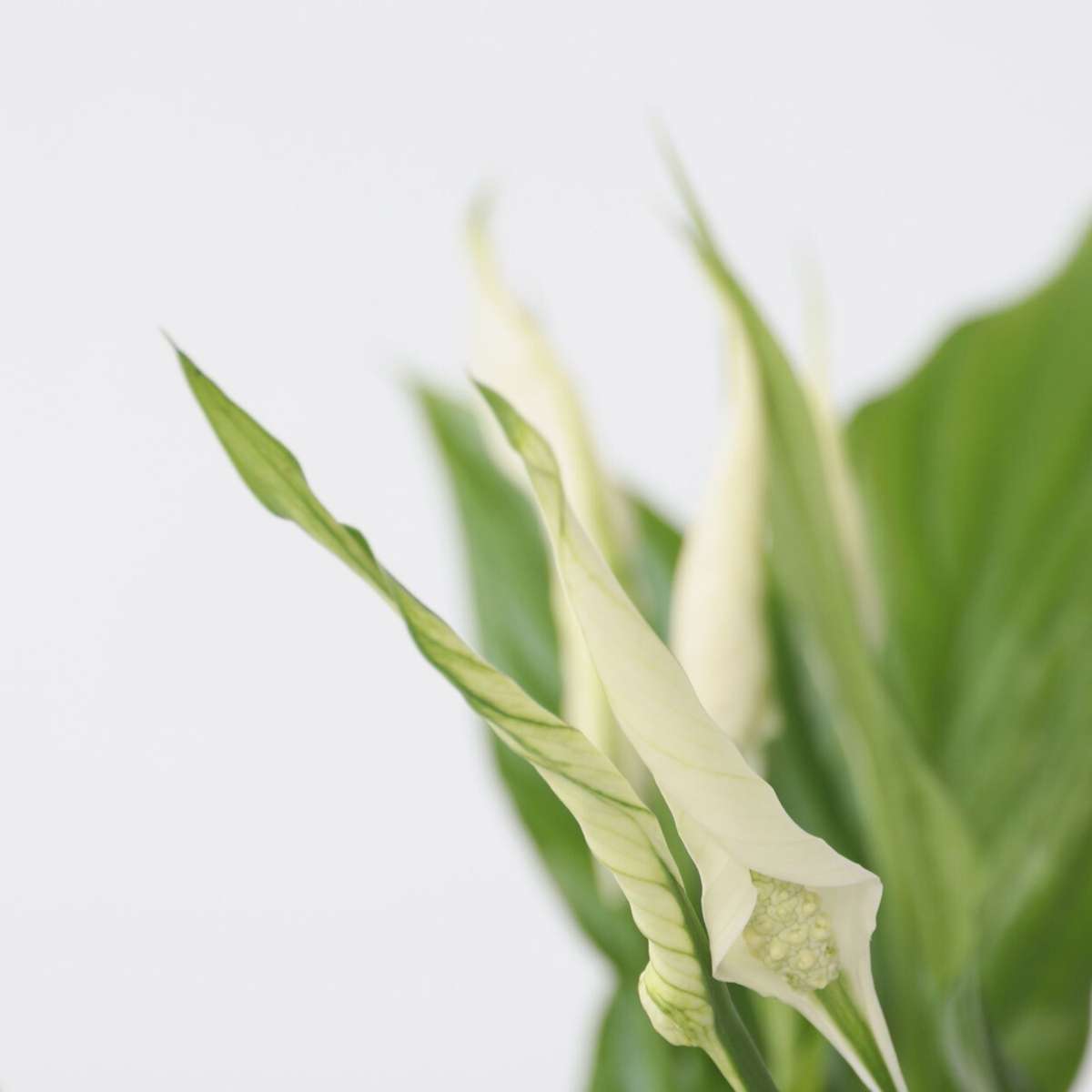 Spathiphyllum - Set van 6
