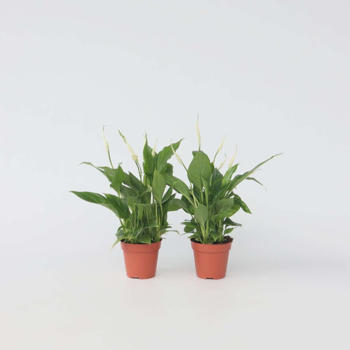 Spathiphyllum - Set van 6