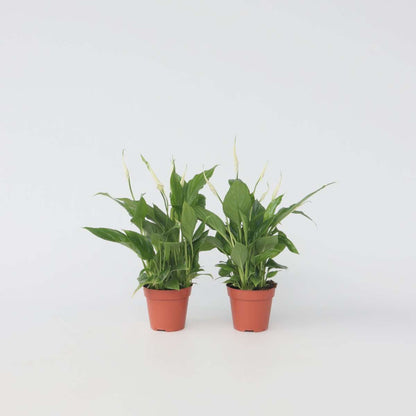 Spathiphyllum - Set van 6