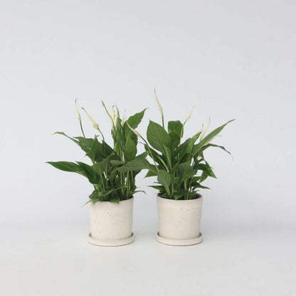 Spathiphyllum - Set van 6