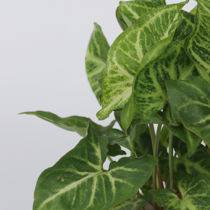 Syngonium 'Pixie' - Set van 2 - Pijlpuntplant