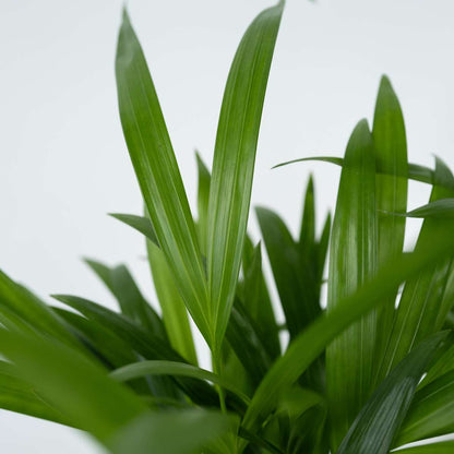 Dypsis Lutescens - Goudpalm