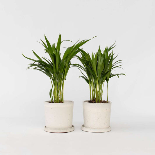 Dypsis Lutescens - Set van 2 - Areca