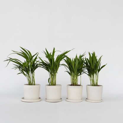 Dypsis Lutescens - Set van 4 - Areca
