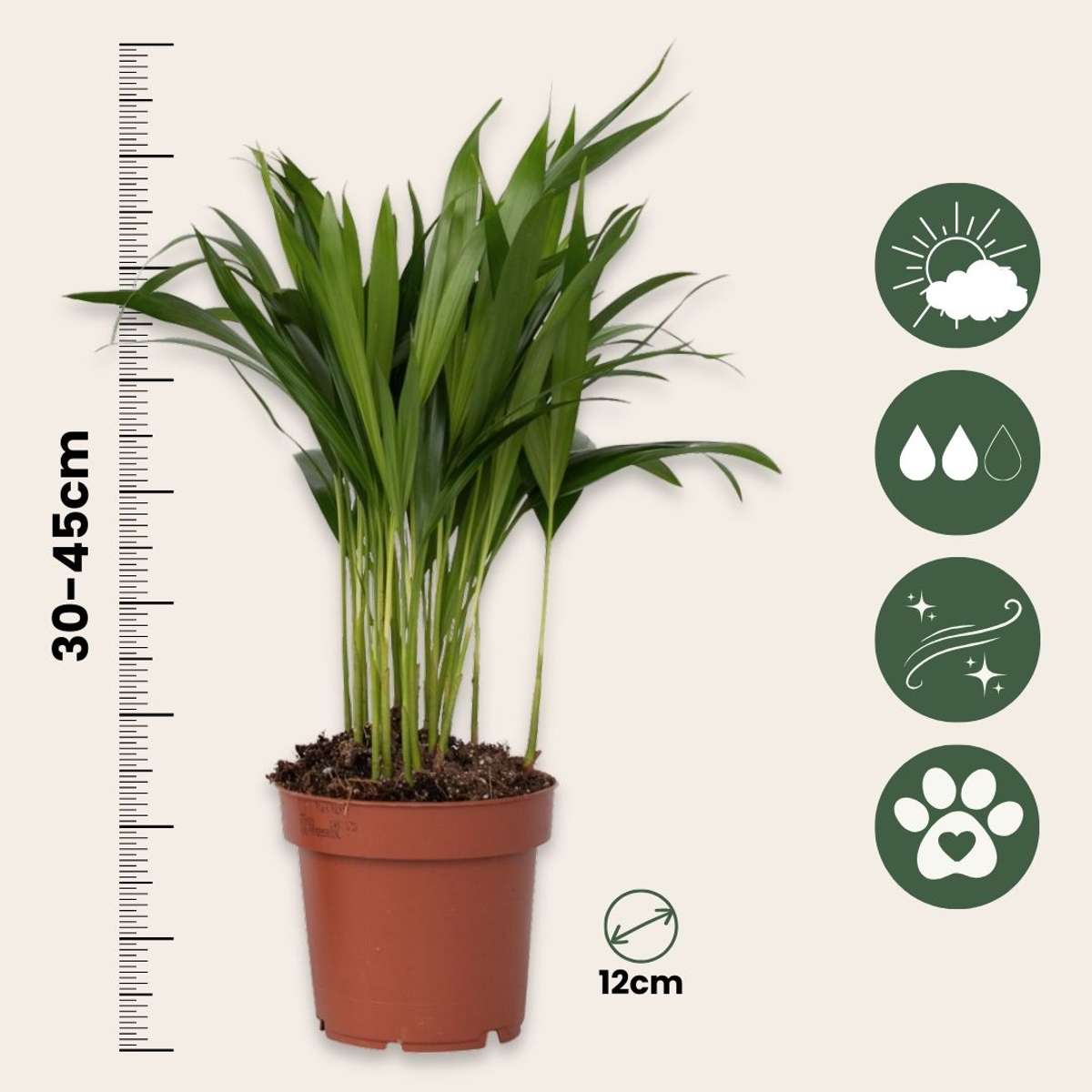 Dypsis Lutescens - Set van 4 - Areca