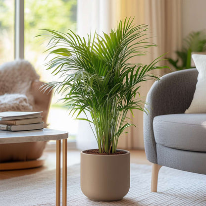 Dypsis Lutescens - Areca - Goudpalm