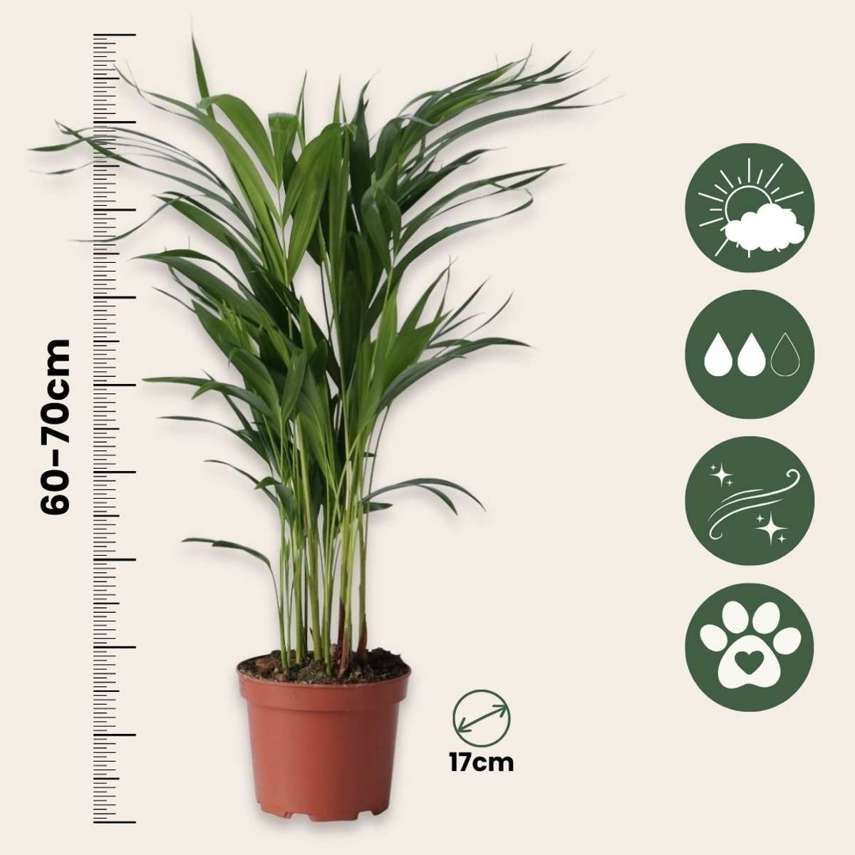 Dypsis Lutescens - Set van 2 - Areca