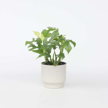 Rhaphidophora tetrasperma - Monstera minima