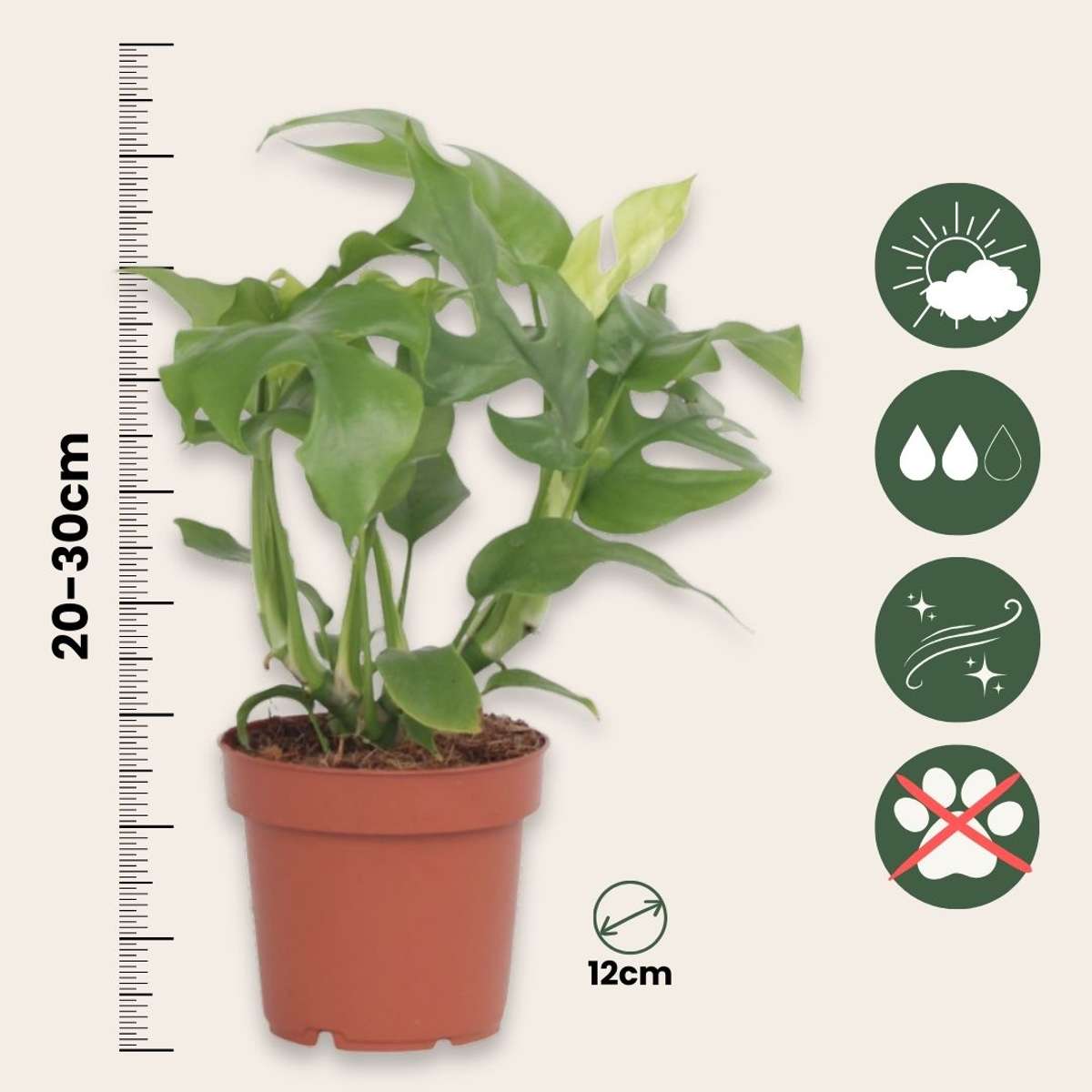 Rhaphidophora tetrasperma - Set van 2 - Monstera minima