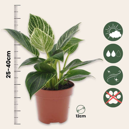 Philodendron 'White Wave'