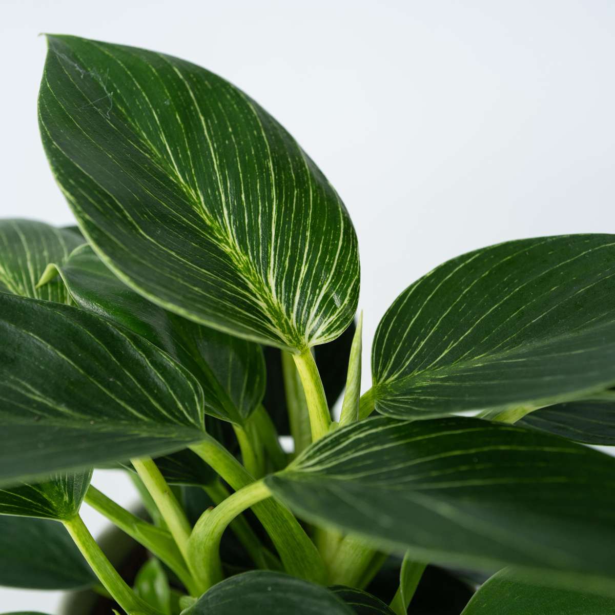 Philodendron 'White Wave' - Set van 2