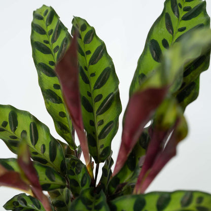 Calathea Insignis - Marantaceae