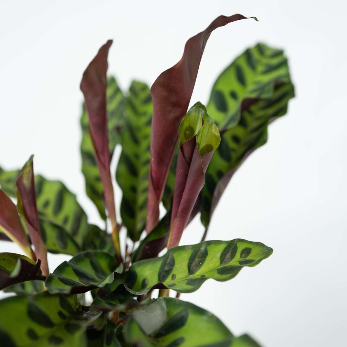 Calathea Insignis - Marantaceae