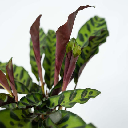 Calathea Insignis - Marantaceae
