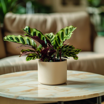 Calathea Insignis - Set van 2 - Marantaceae