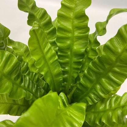 Luchtzuiverende kamerplanten - Mix van 5 stuks