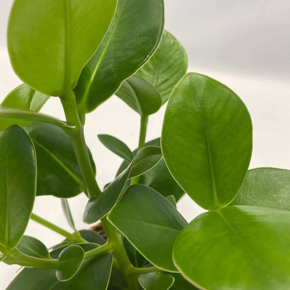 Luchtzuiverende kamerplanten - Mix van 5 stuks