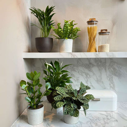 Luchtzuiverende kamerplanten - Mix van 5 stuks