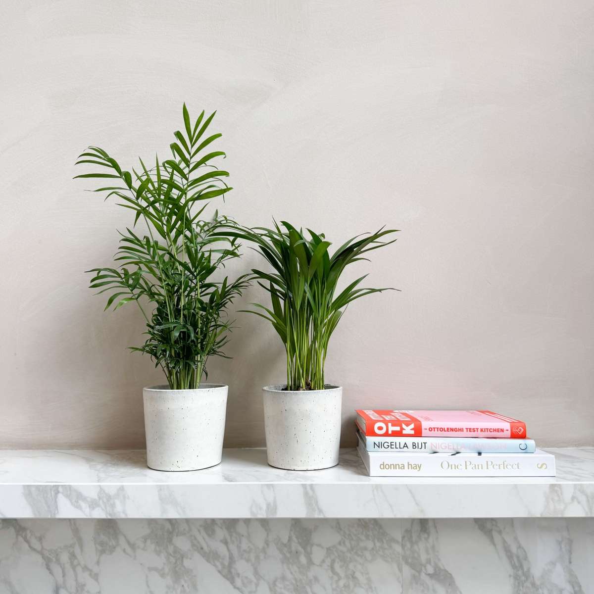 Mini-palmen - Set van 2 - Dypsis, Chamaedorea