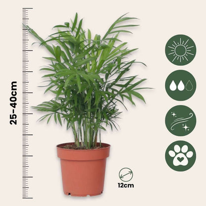 Mini-palmen - Set van 2 - Dypsis, Chamaedorea