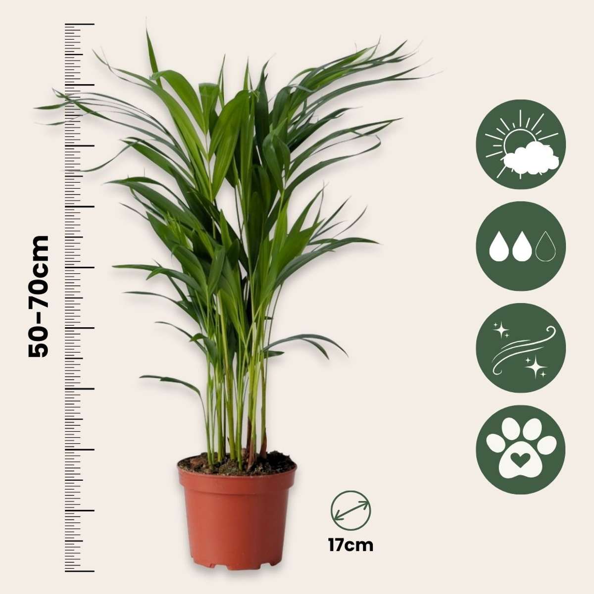 Areca, Chamaedorea - Mix van 2