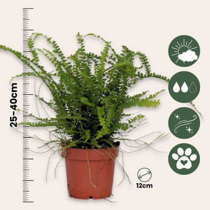 Nephrolepis Duffi - Krulvaren - Set van 2