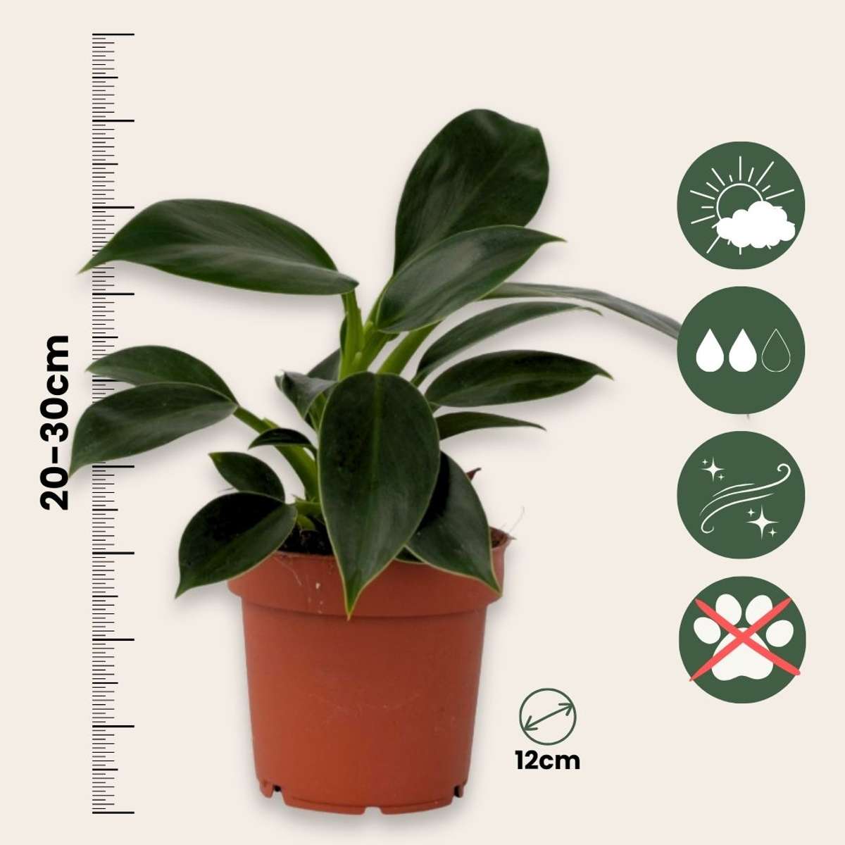 Groene kamerplanten 'Tropisch' - Mix van 3