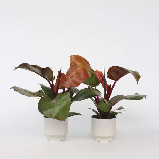 Philodendron 'Zonlicht' - Set van 2