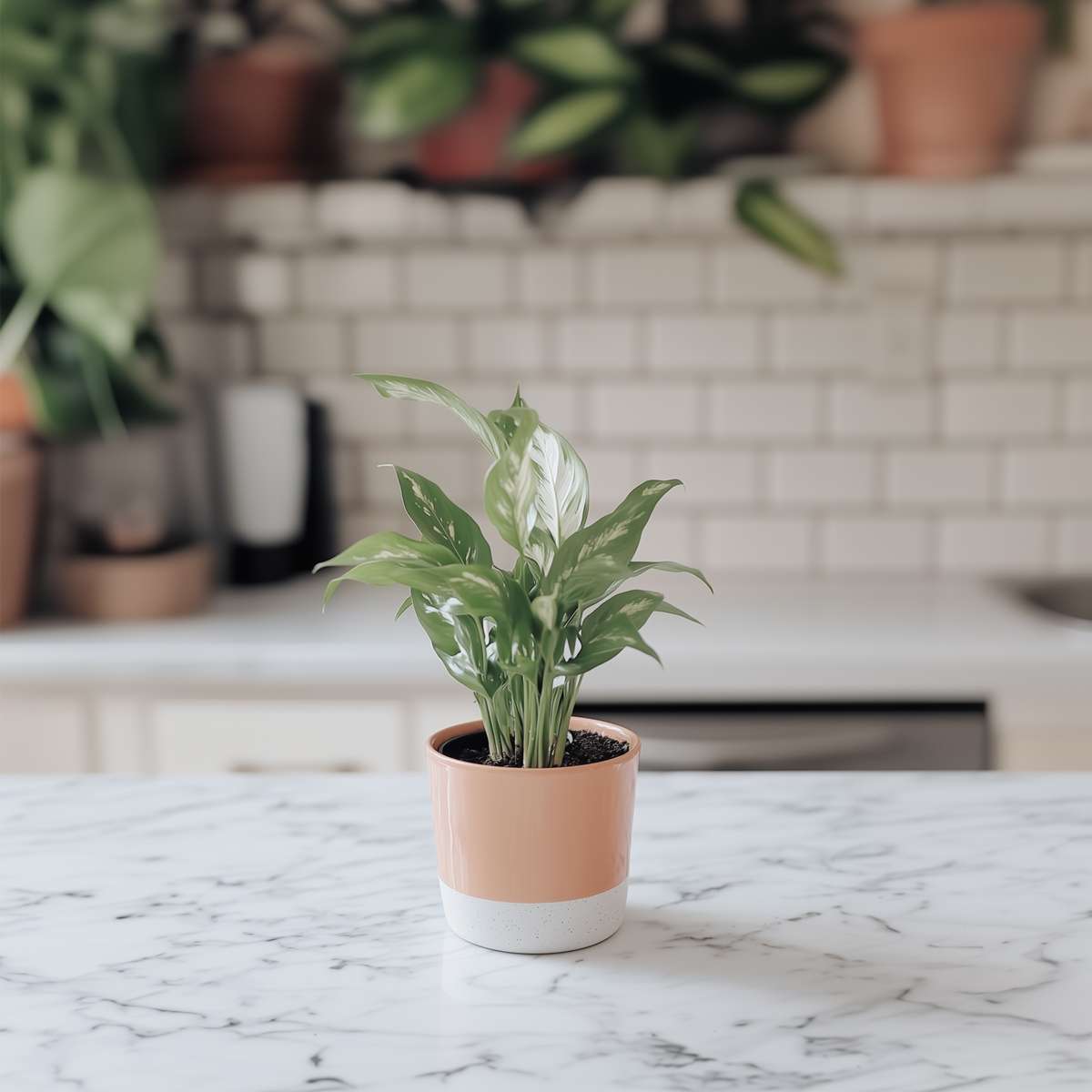 Spathiphyllum 'Diamond'