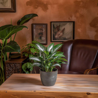 Spathiphyllum 'Diamond'