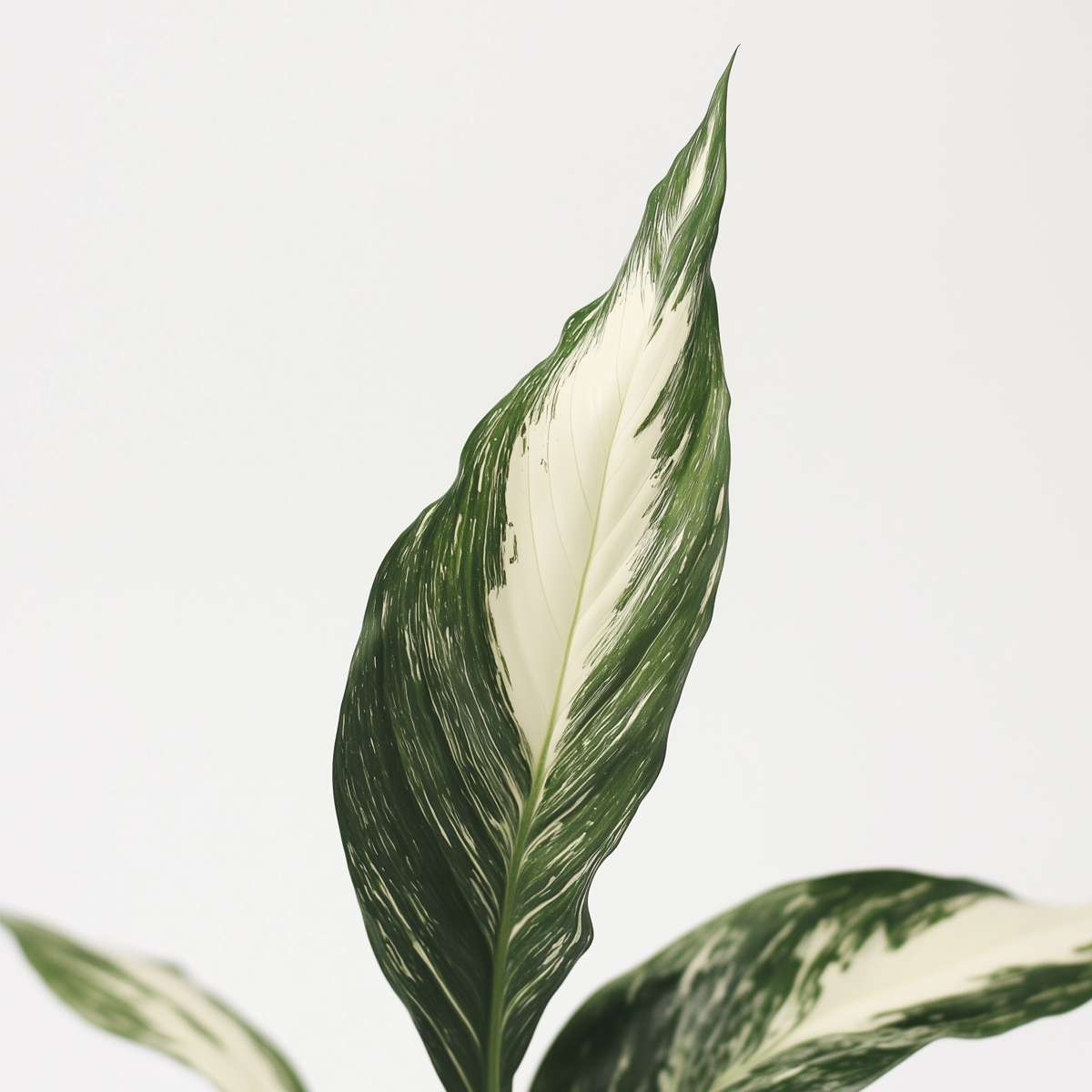 Spathiphyllum 'Diamond'