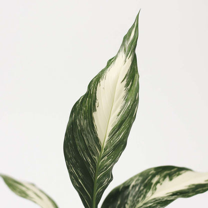 Spathiphyllum 'Diamond'