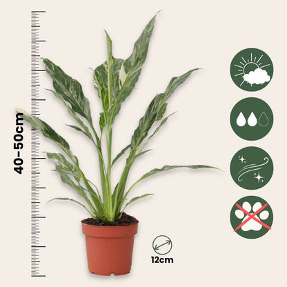 Spathiphyllum Diamond - Set van 2