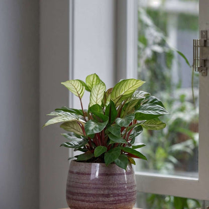 Ctenanthe amagris - Set van 2 - Gebedsplant