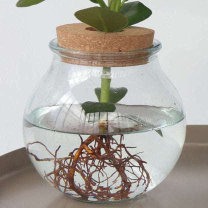 Clusia in glas - Hydroponie