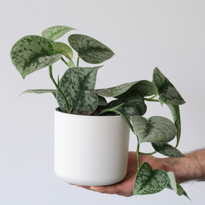 Epipremnum Mix - Set van 3en