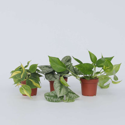 Epipremnum Mix - Set van 3en