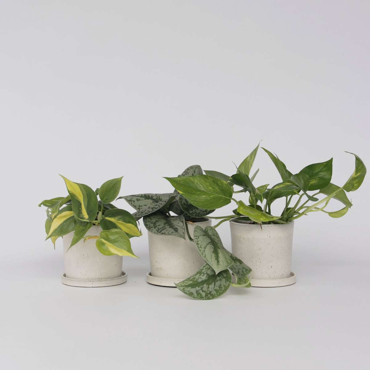 Epipremnum Mix - Set van 3en