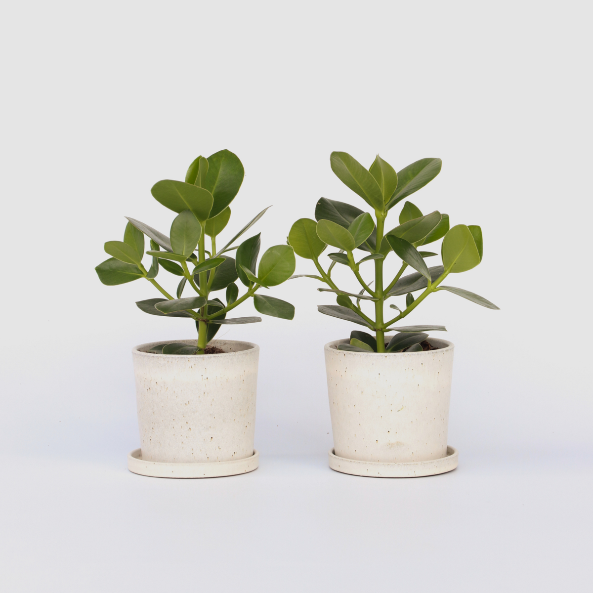 Clusia rosea 'Princess' - Set van 2