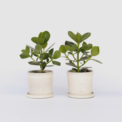 Clusia rosea 'Princess' - Set van 2