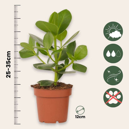 Clusia rosea 'Princess' - Set van 4