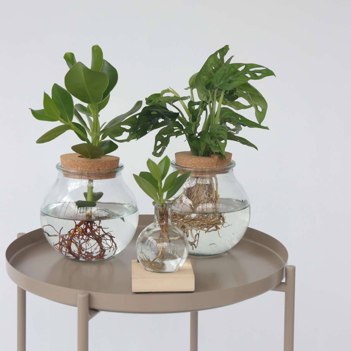 Clusia met LED-verlichting - Hydroponie - Plant in water