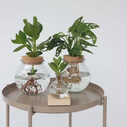 Monstera 'Monkey Mask' - Hydroponie