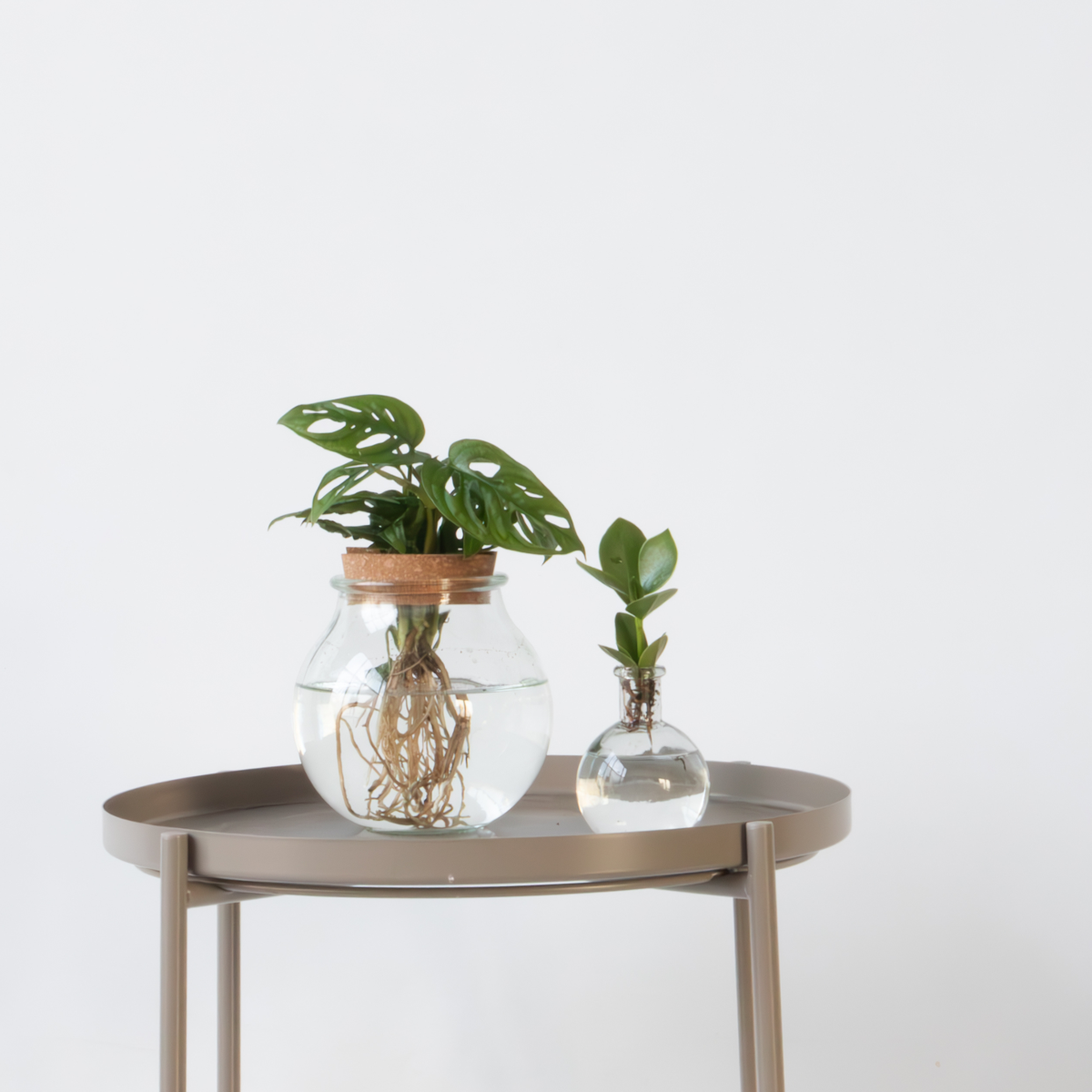 Clusia, Monstera - 2 Stuks - Plantenmix in glas