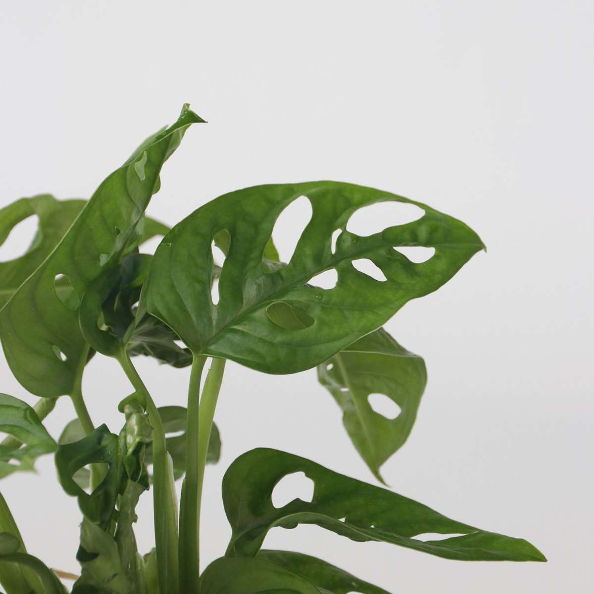 Clusia, Monstera - 2 Stuks - Plantenmix in glas
